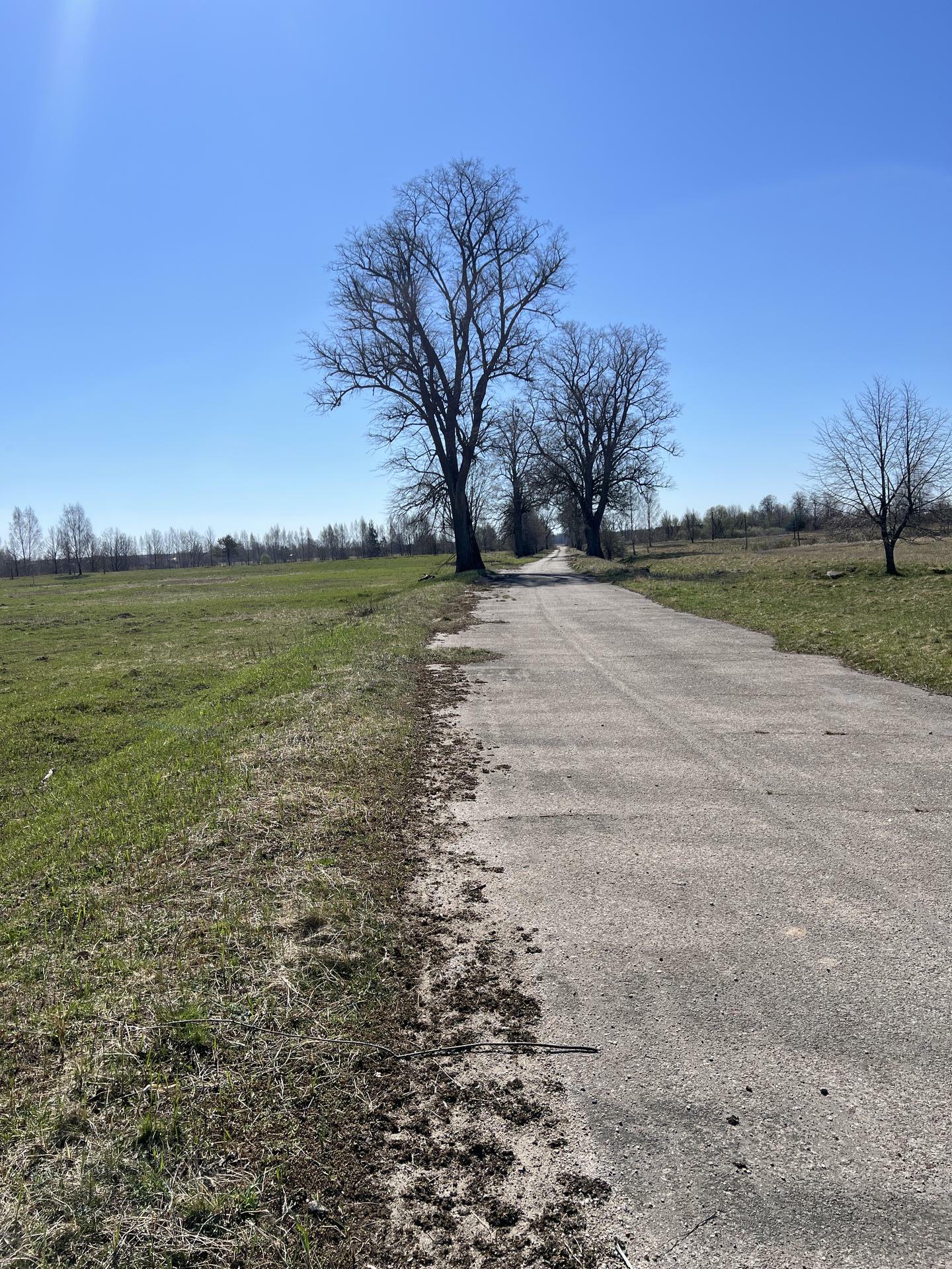 Фото 1 - придорожная аллея