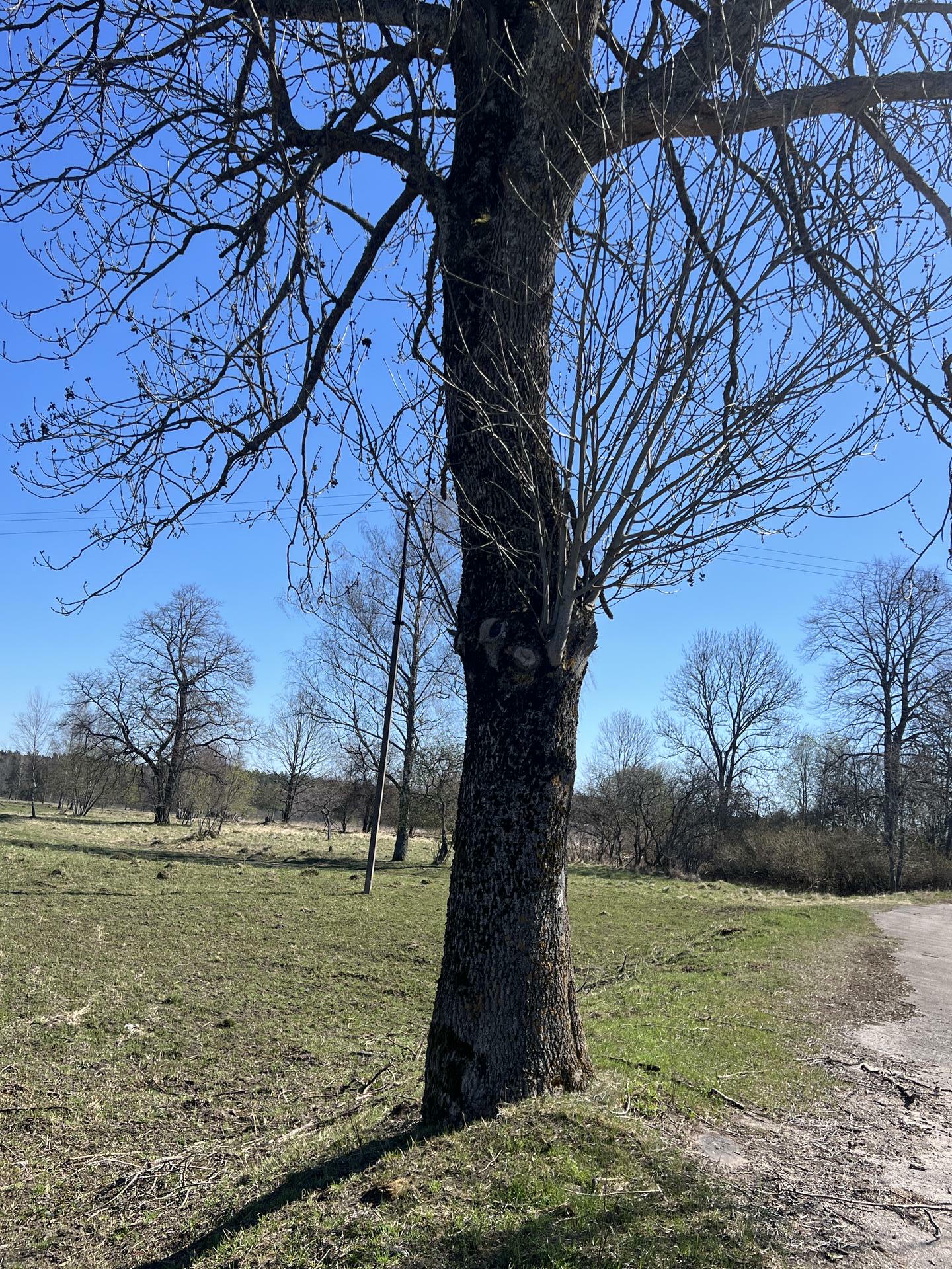  - Фото 2 - придорожная аллея